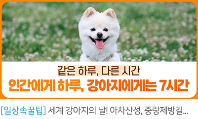 세계 강아지의 날! 아차산성, 중랑제방길을 강아지와 함께 걸어요