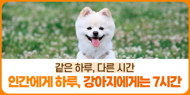 세계 강아지의 날! 아차산성, 중랑제방길을 강아지와 함께 걸어요